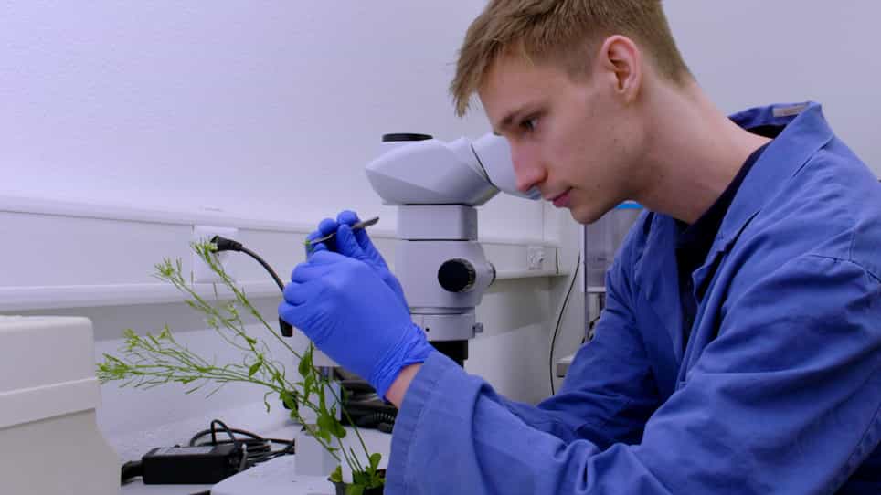 Live Imaging of Arabidopsis Pollen Tube Reception and Double Fertilization Using the Semi-In Vitro Cum Septum Method