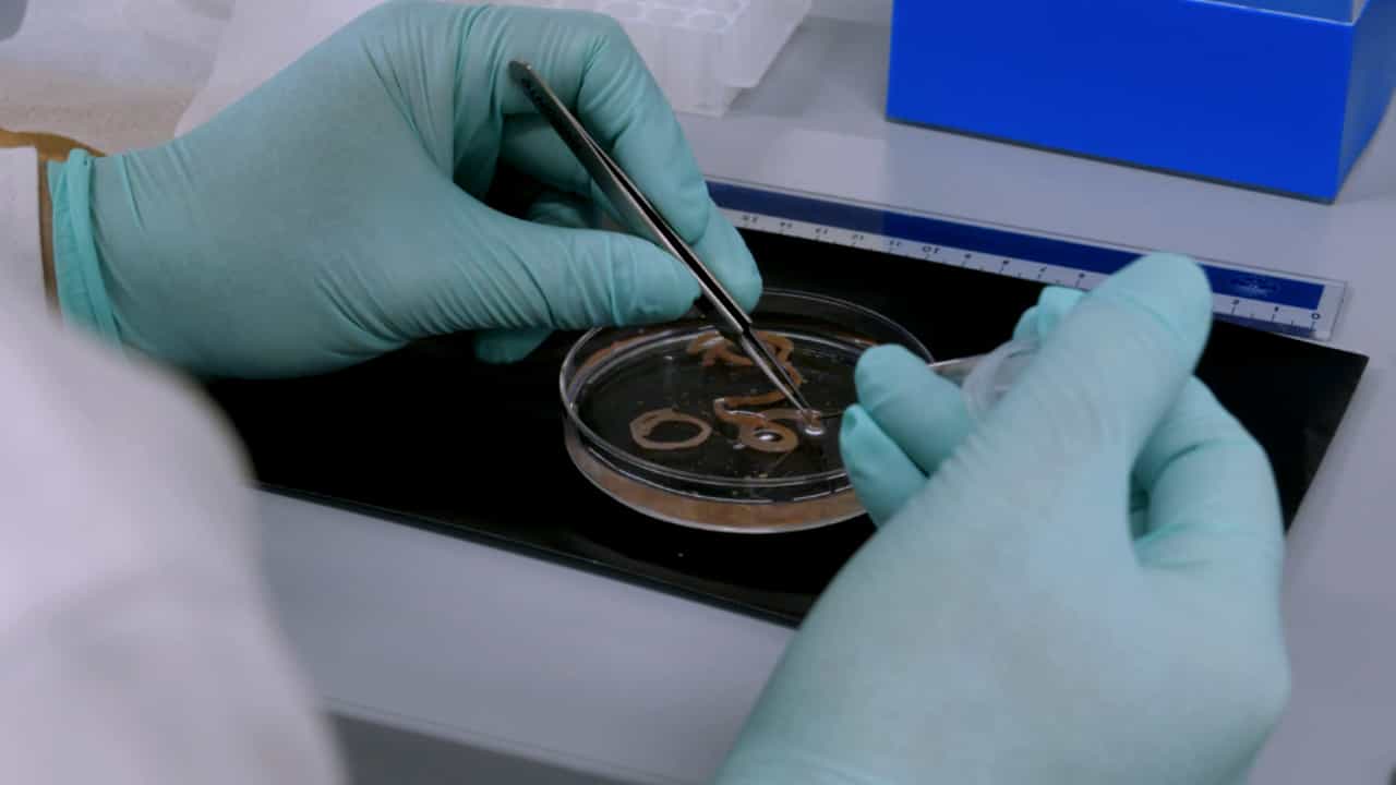 Author Spotlight: The 3D Culturing of Organoids from Murine Intestinal Crypts and a Single Stem Cell for Organoid Research