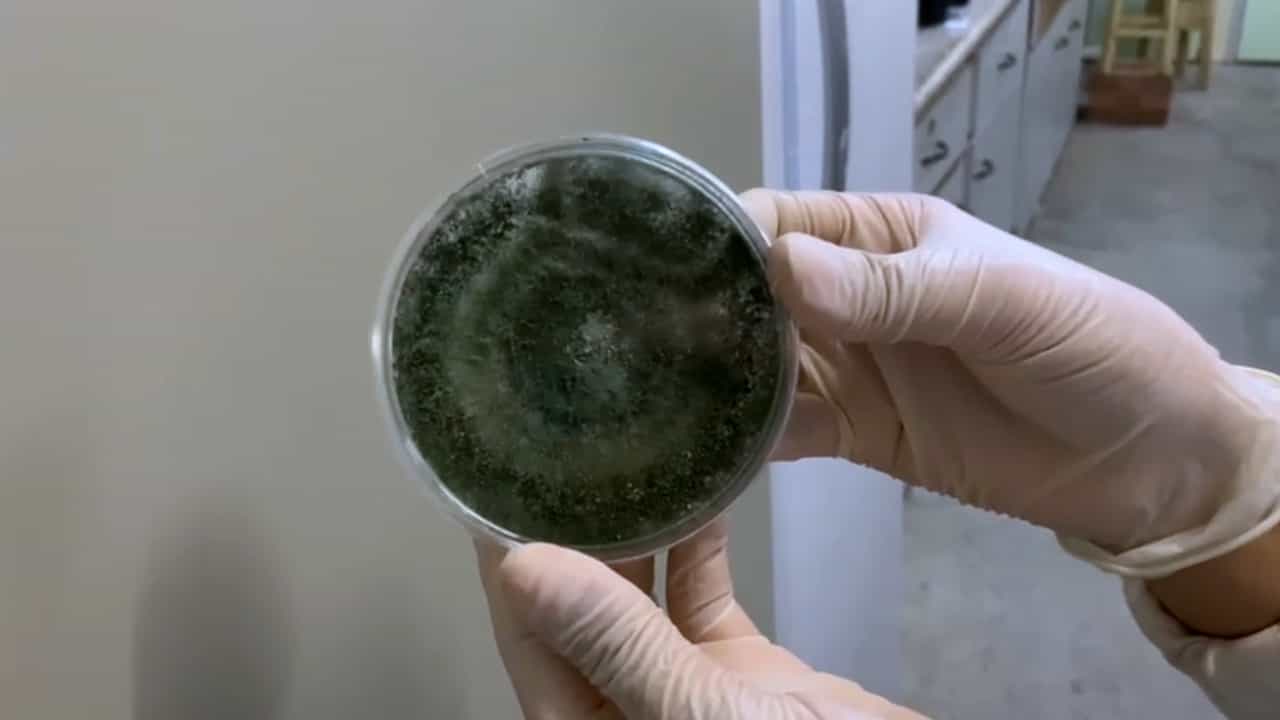 Author Spotlight: Unraveling the Interplay Between Trichoderma stromaticum and the Mammalian Immune System