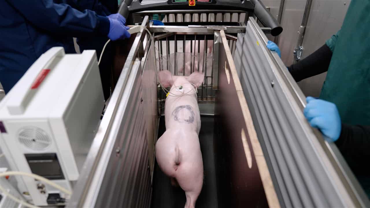 Author Spotlight: Exercise Test for Evaluation of the Functional Efficacy of the Pig Cardiovascular System