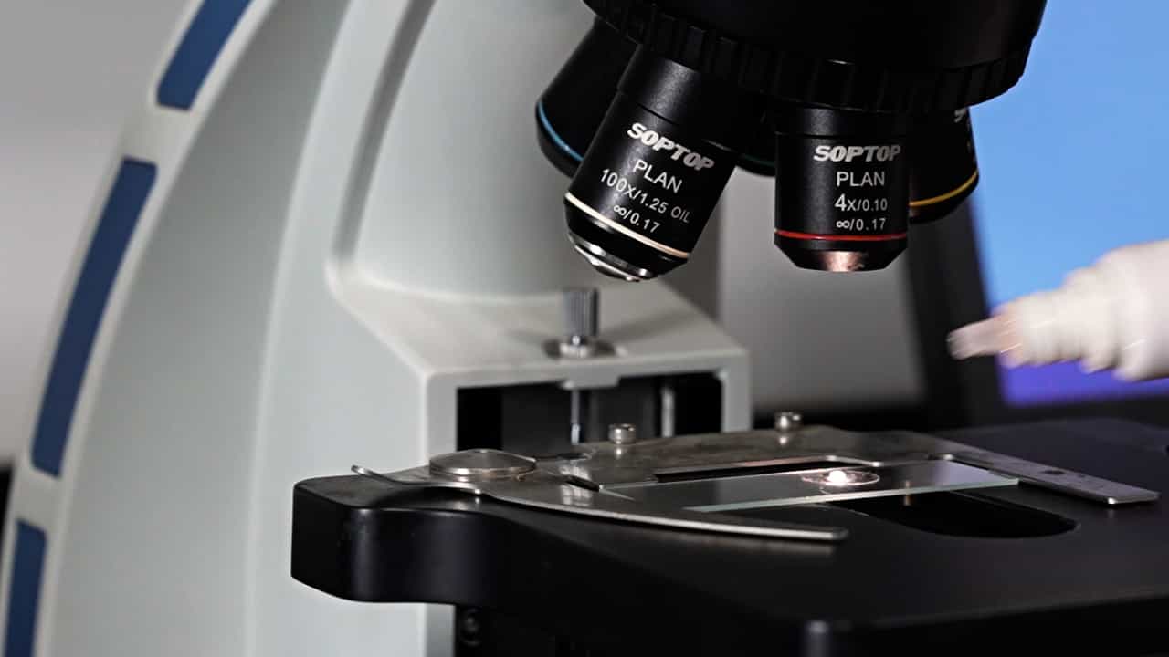 Evaluation of Lipid Droplet Size and Fusion in Bovine Hepatic Cells