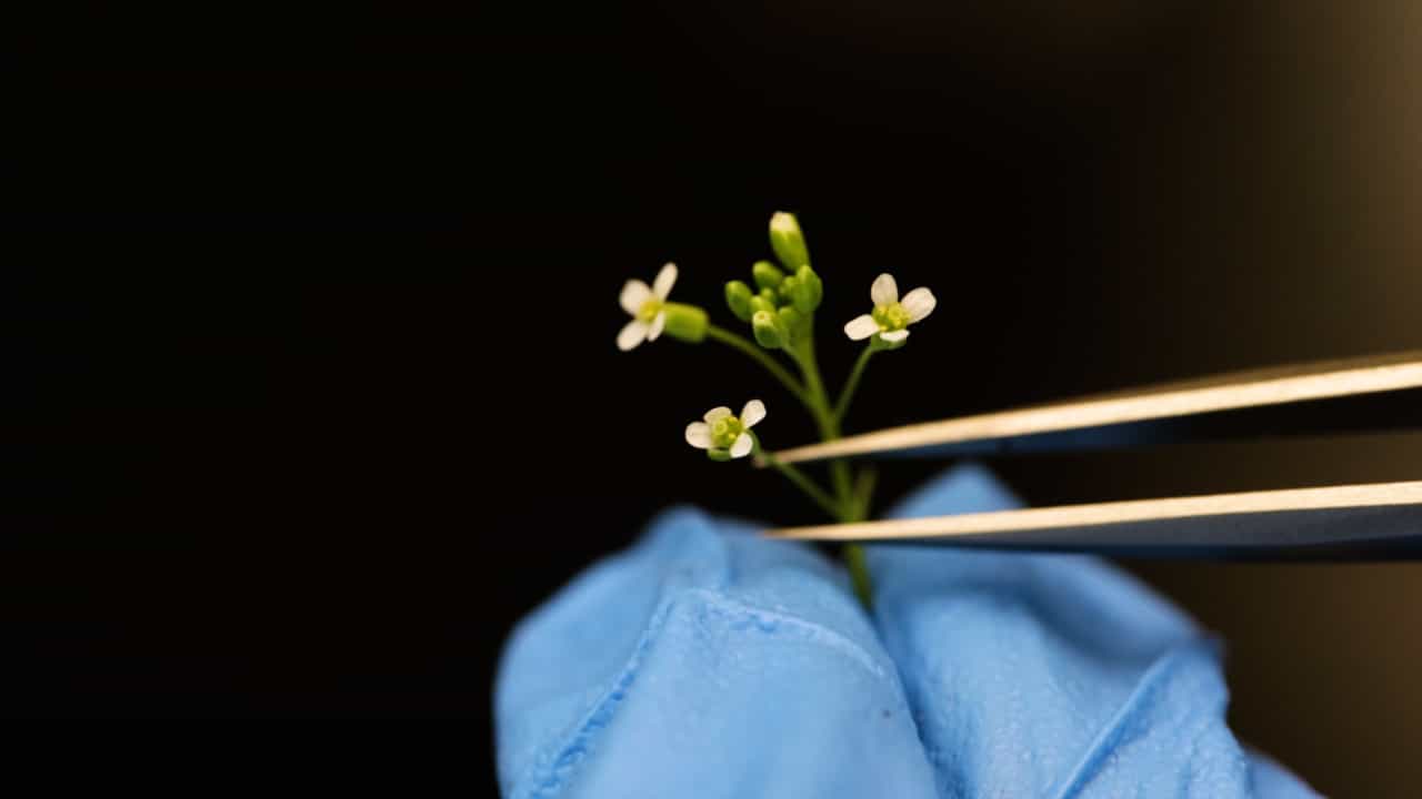 Author Spotlight: Image-Based Methods to Study Membrane Trafficking Events in Stomatal Lineage Cells