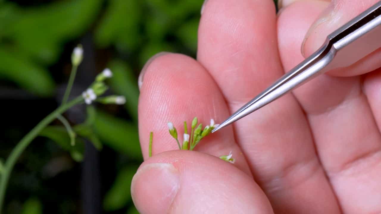 Author Spotlight: A High-Resolution, Single-Grain, In Vivo Pollen Hydration Bioassay for Arabidopsis thaliana