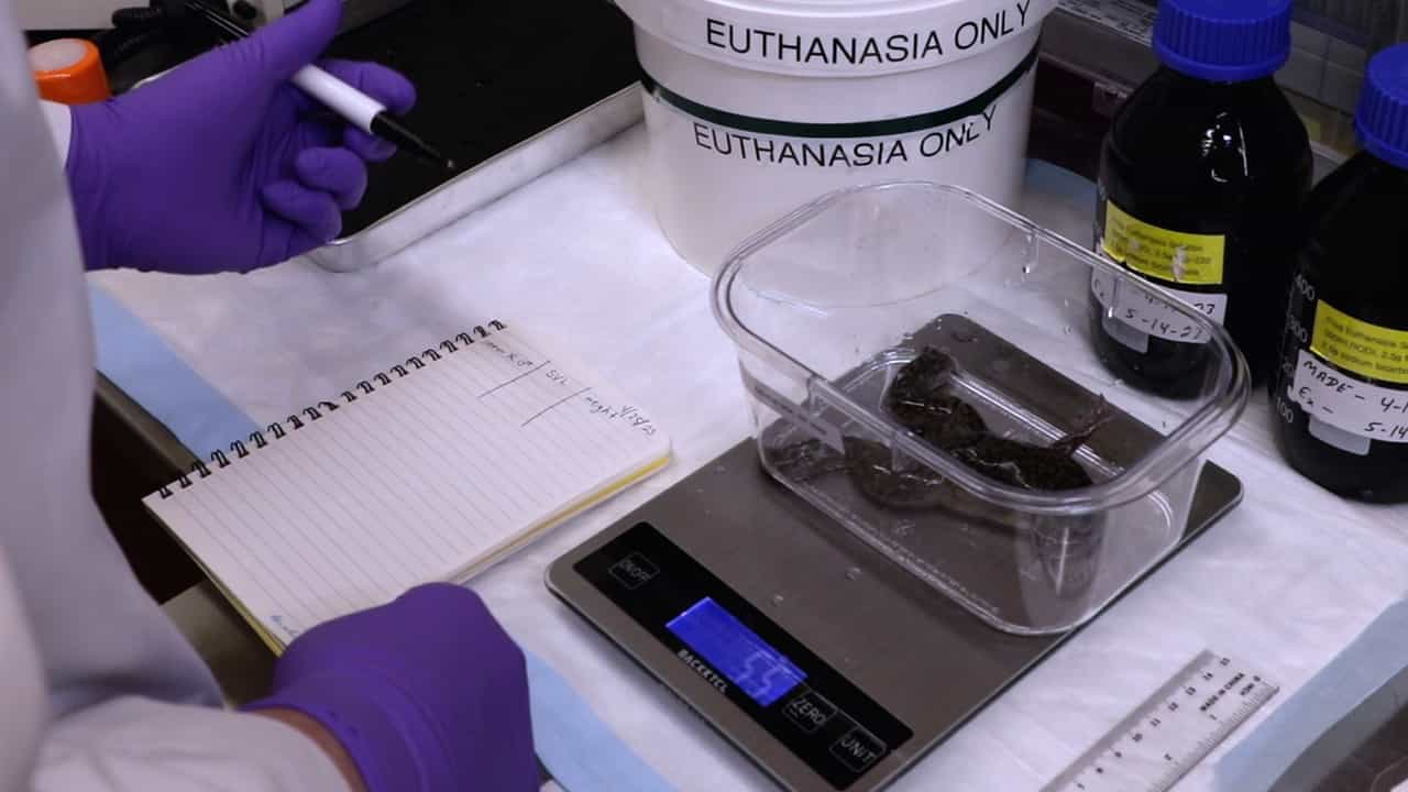 Author Spotlight: Effective Rapid Blood Perfusion in Xenopus