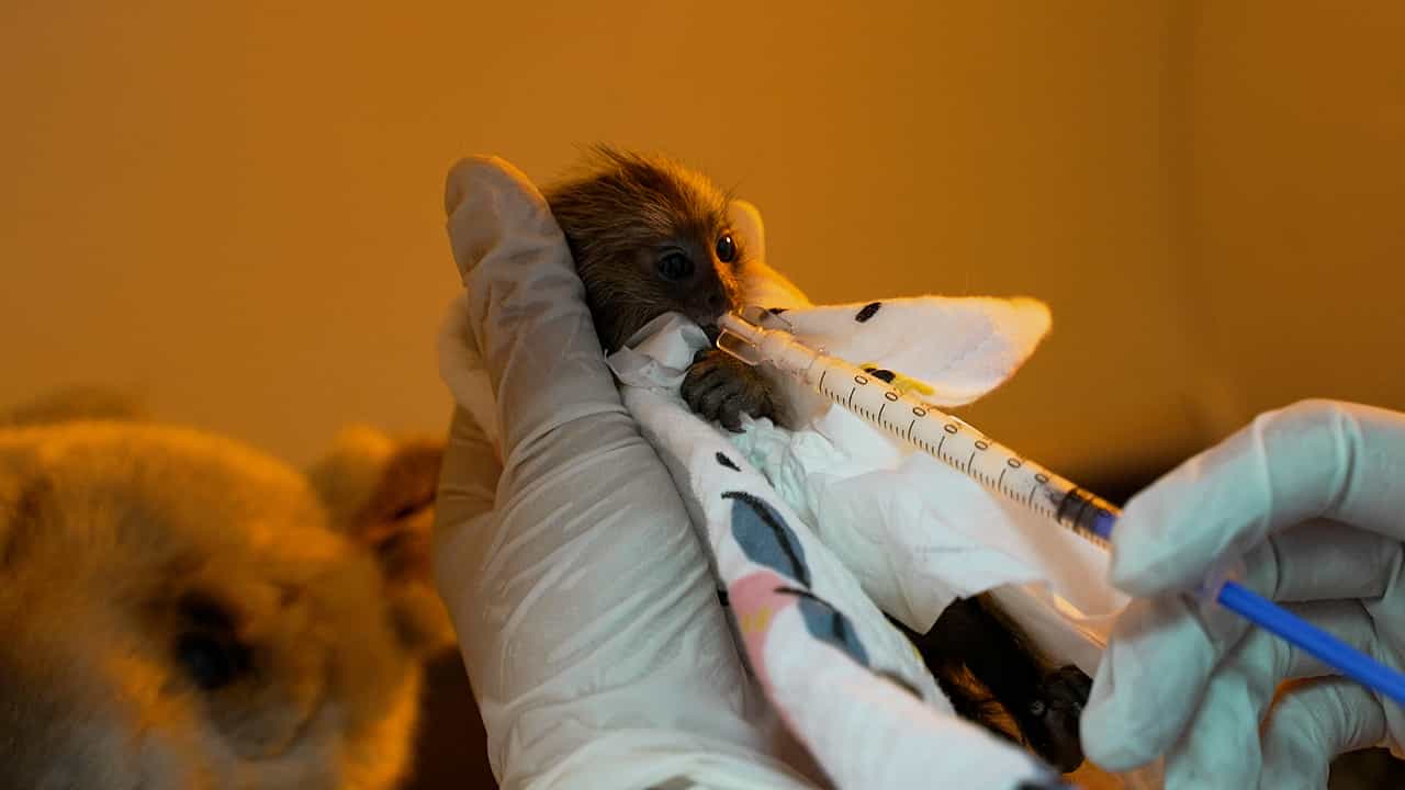 Author Spotlight: Marmoset Research - Scope and Challenges