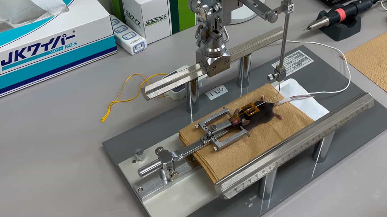Author Spotlight: Low-Cost Electroencephalographic Recording System Combined with a Millimeter-Sized Coil to Transcranially Stimulate the Mouse Brain In Vivo