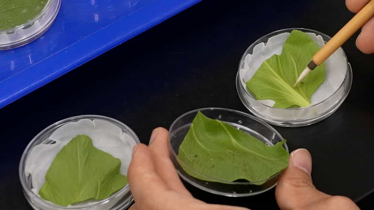 Author Spotlight: Eco-Friendly Pest Management Using Entomopathogenic Fungi Against Mustard Aphids