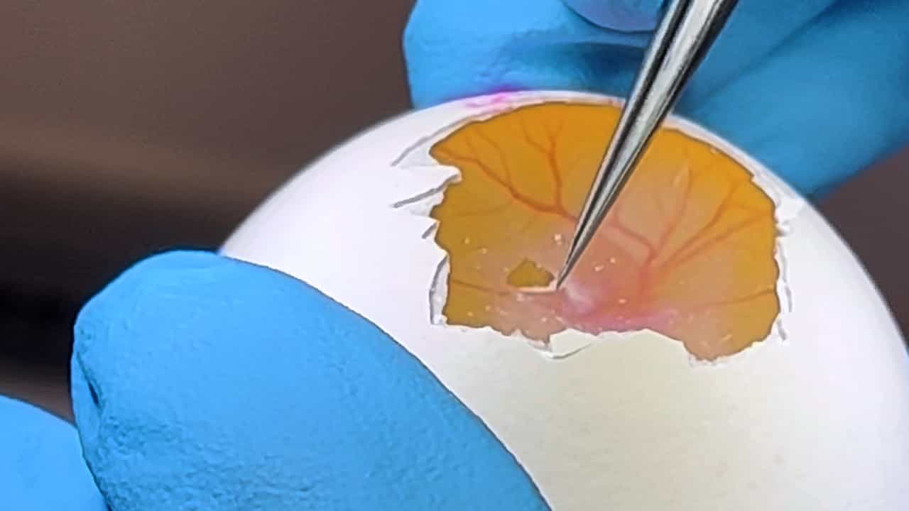 Author Spotlight: Effect of Left Atrial Ligation on Avian Embryonic Hearts and HLHS Implications