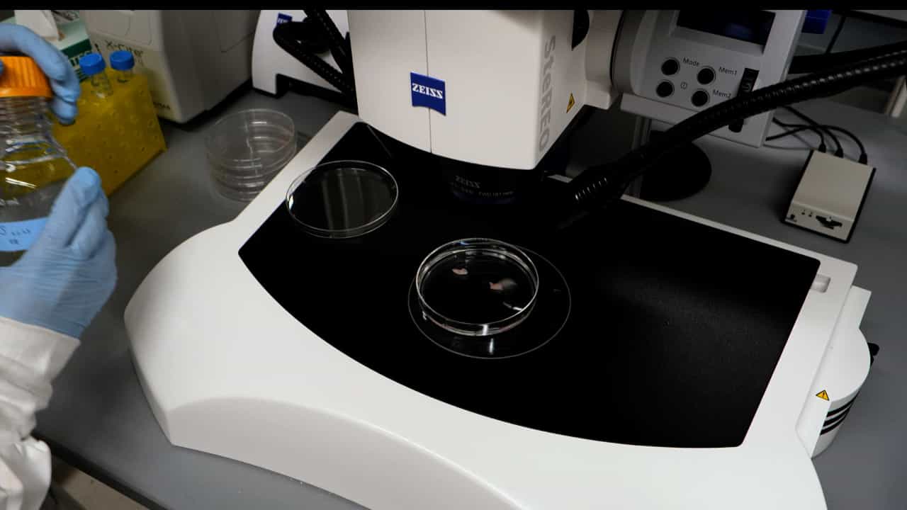 Author Spotlight: Generation and Manipulation of Rat Intestinal Organoids