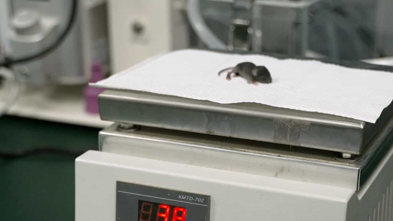 Establishment and Confirmation of a Postnatal Right Ventricular Volume Overload Mouse Model
