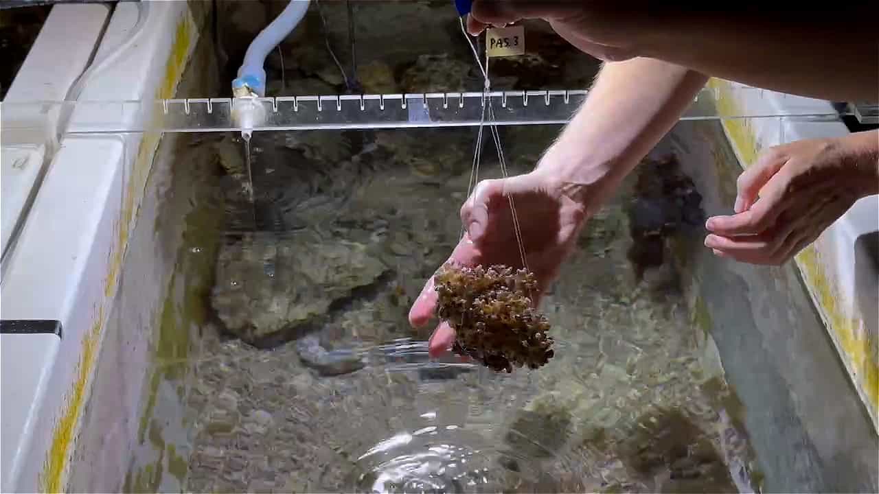 Author Spotlight: Advancing Coral Research by Exploring Climate Change Resistance, Ex Situ Aquaculture, and Reproduction Strategies