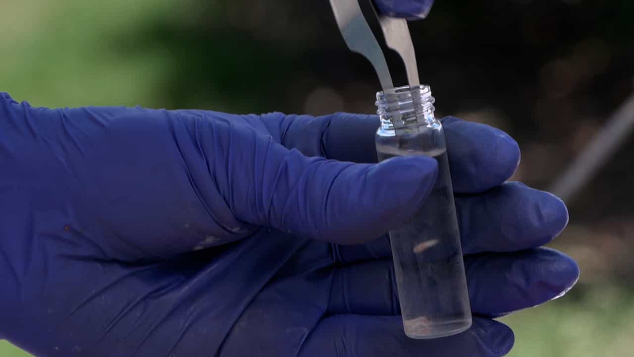 Author Spotlight: Sieving Fruit Pulp to Detect Immature Tephritid Fruit Flies in the Field