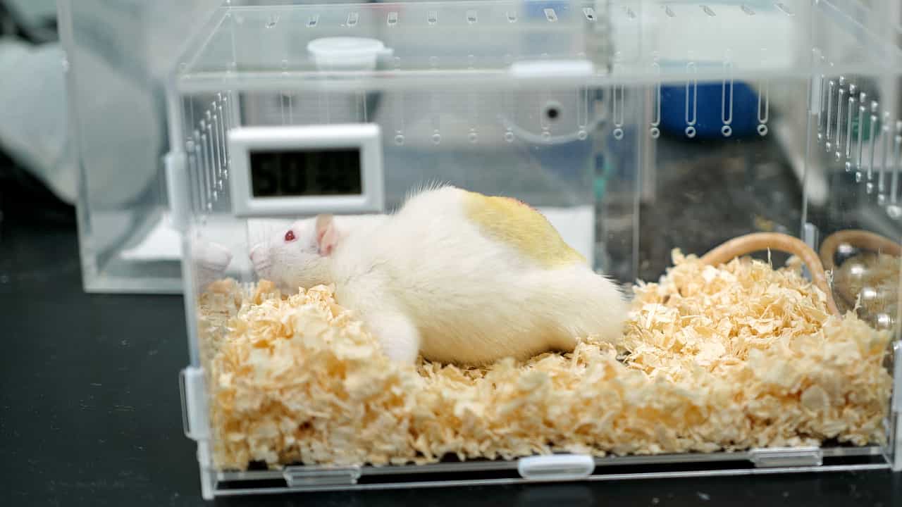 Author Spotlight: Analgesic Effect of Tuina on Rat Models with Compression of the Dorsal Root Ganglion Pain