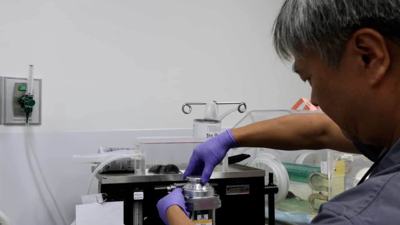 Author Spotlight: Enhancing Transplantation Research Through MicroCT Angiography in Murine Models
