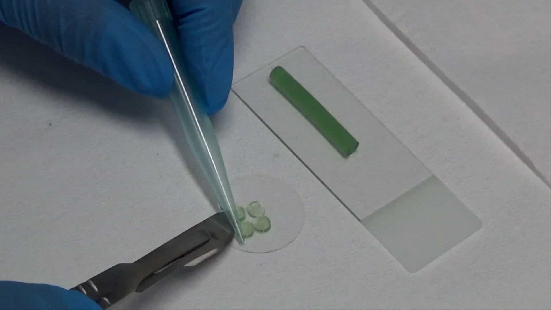Vertical Immobilization Method for Time-Lapse Microscopy Analysis in Filamentous Cyanobacteria