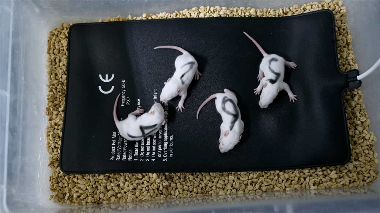 Author Spotlight: Exploring the Potential of Massage Therapy in Cerebral Palsy Using Animal Models