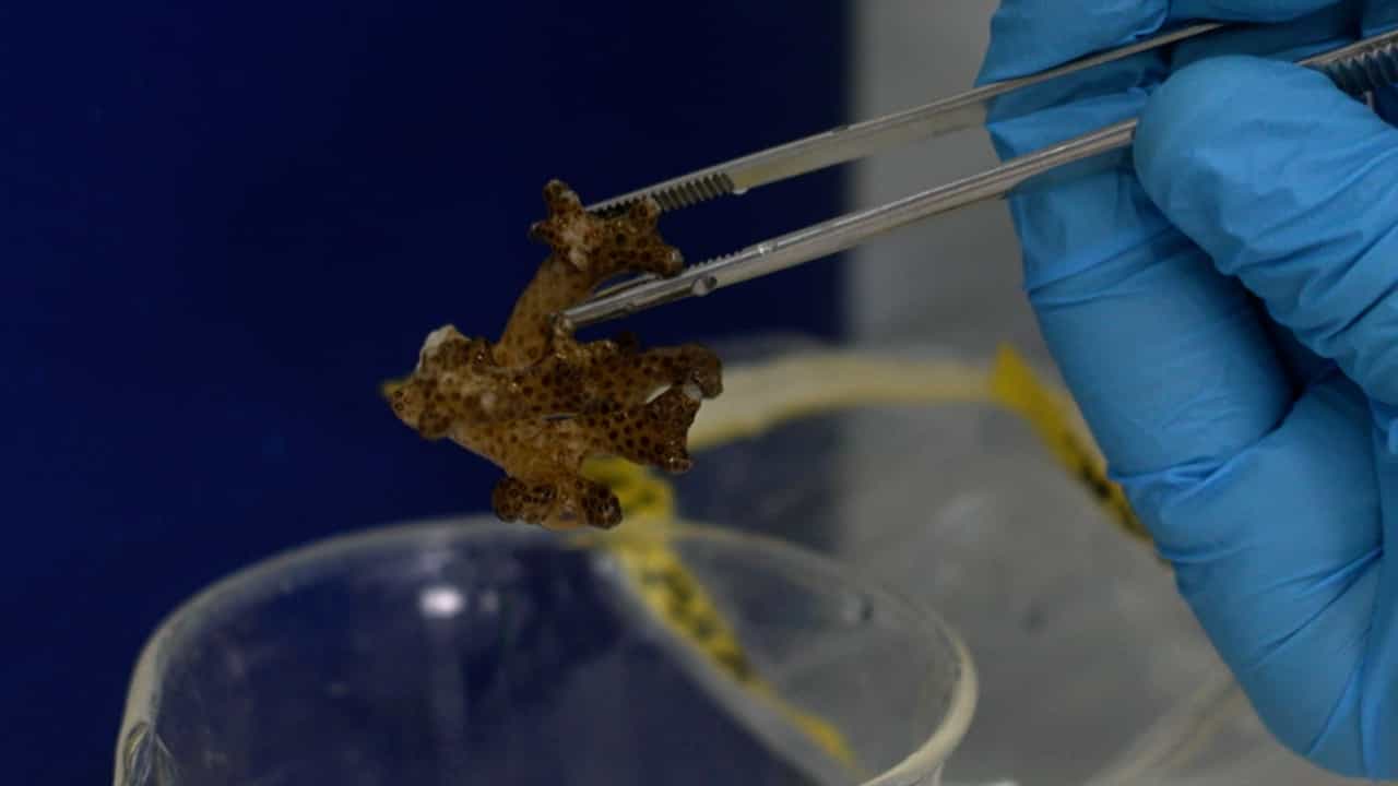 Gas Chromatography-Mass Spectrometry-Based Targeted Metabolomics of Hard Coral Samples