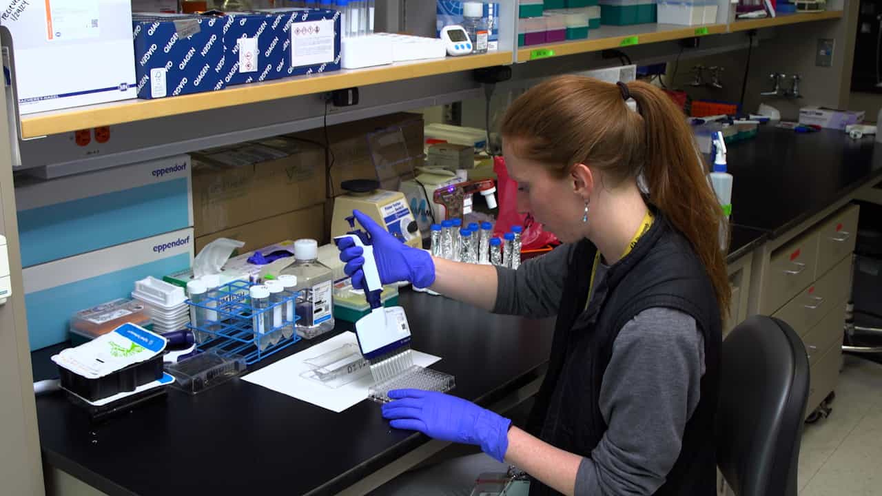 Measuring Mitochondrial Function of Naïve and Effector CD8 T Cells