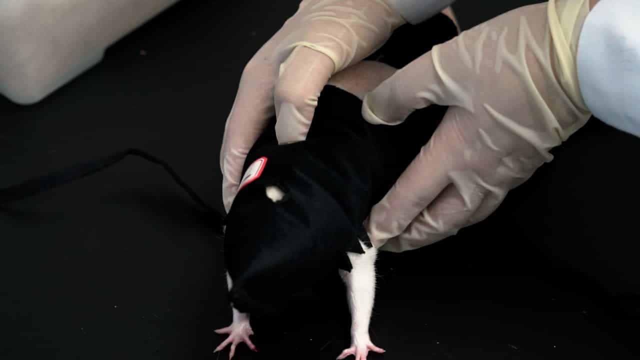Author Spotlight: Efficient Rat Clothing for Improved Rat Fixation During Electroacupuncture