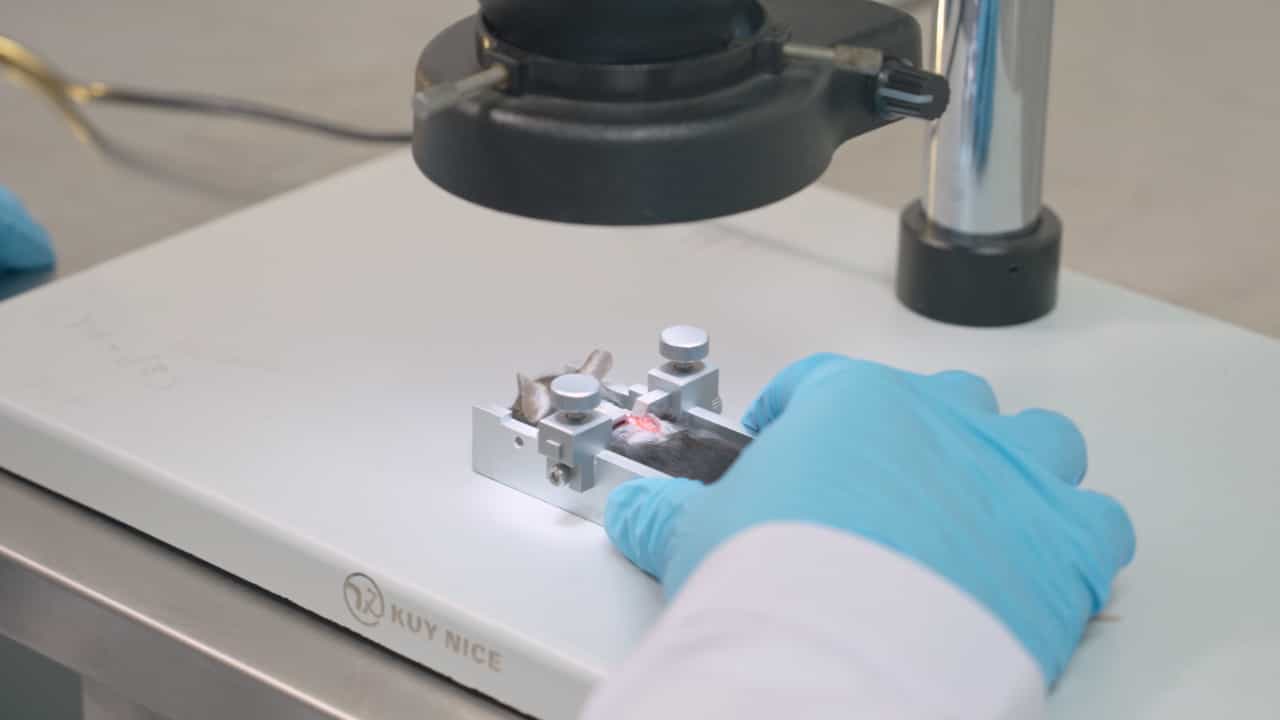 Automated Impactor for Contusive Spinal Cord Injury Model in Mice
