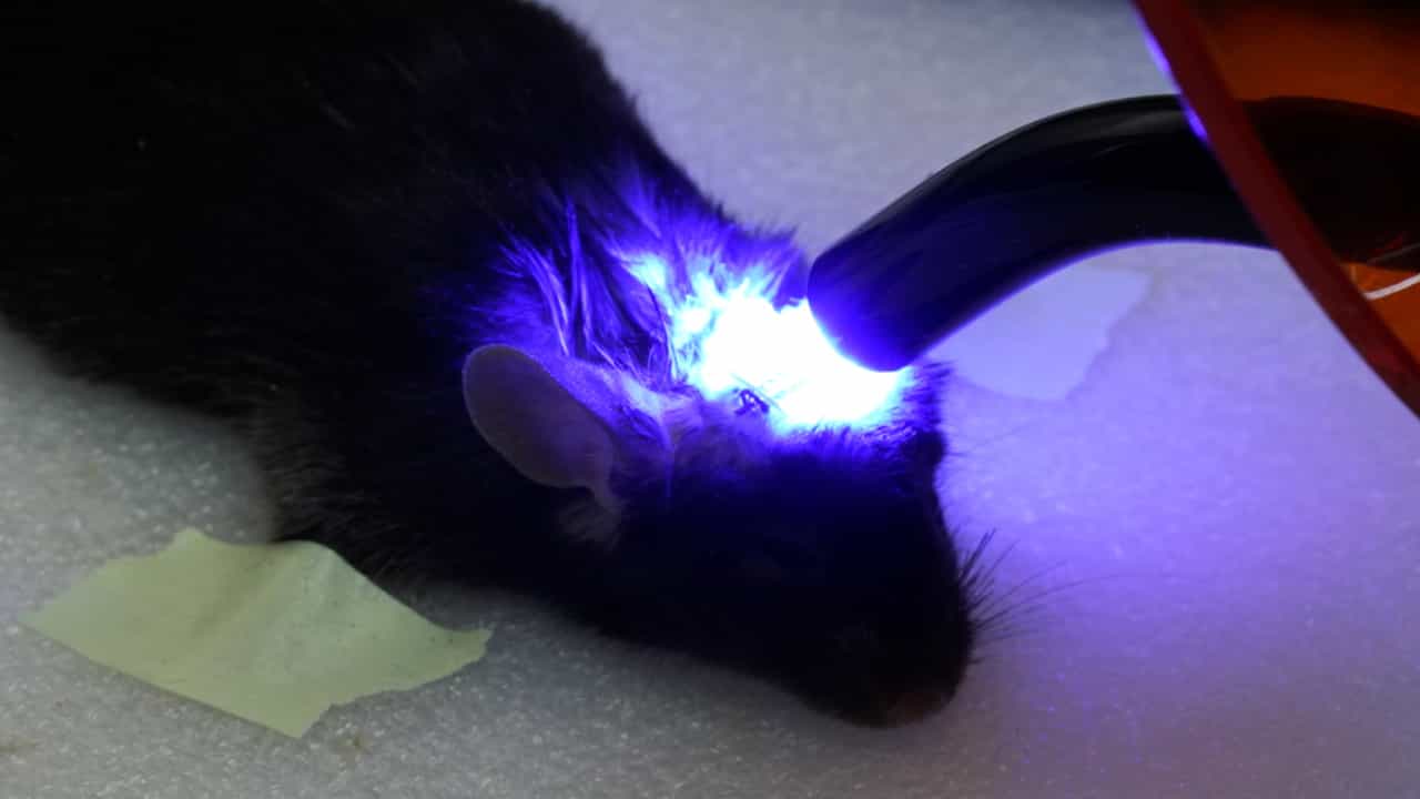 A 3-D Visualization Technique for Bone Remodeling in a Suture Expansion Mouse Model