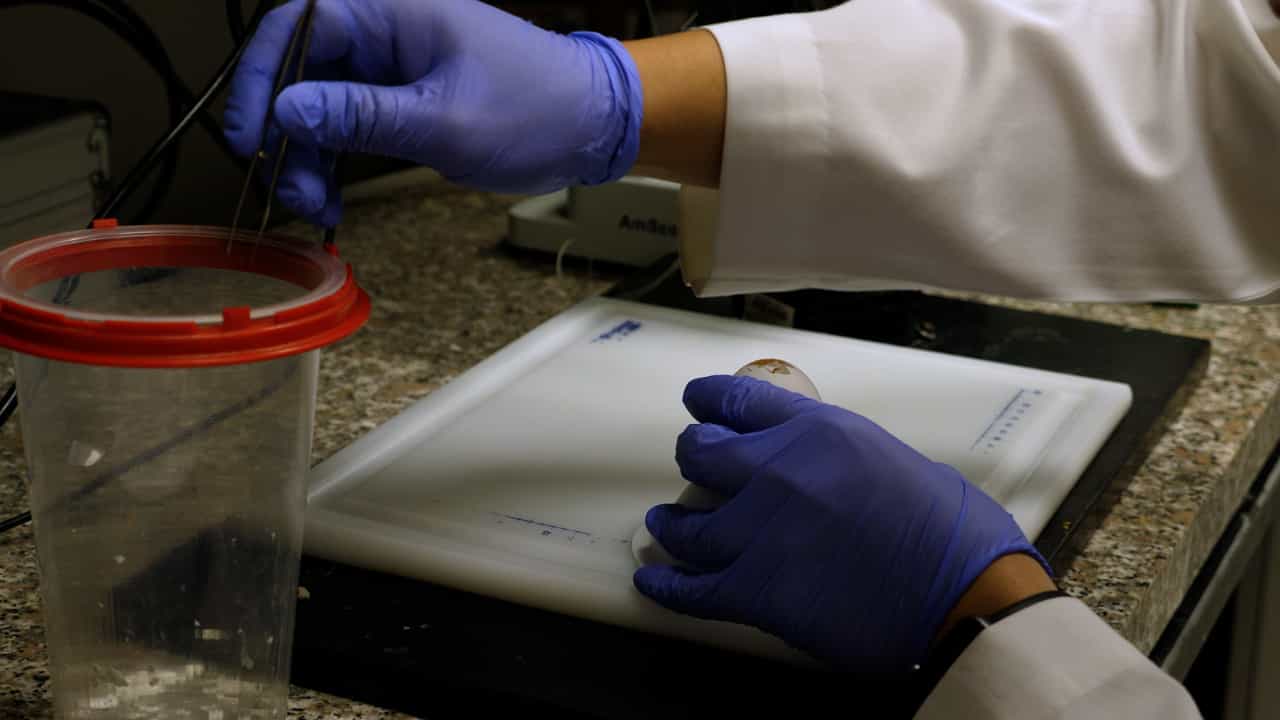 Author Spotlight: Investigating Lens Development and Function Through Microinjection of RCAS(A) Retrovirus in Embryonic Chicken Lens
