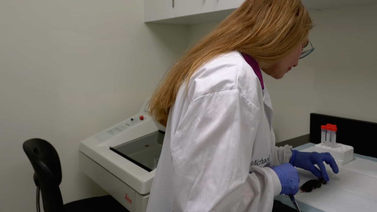 Author Spotlight: Unveiling the Pathway Linking Obesity to Autoimmune Inflammation in Multiple Sclerosis