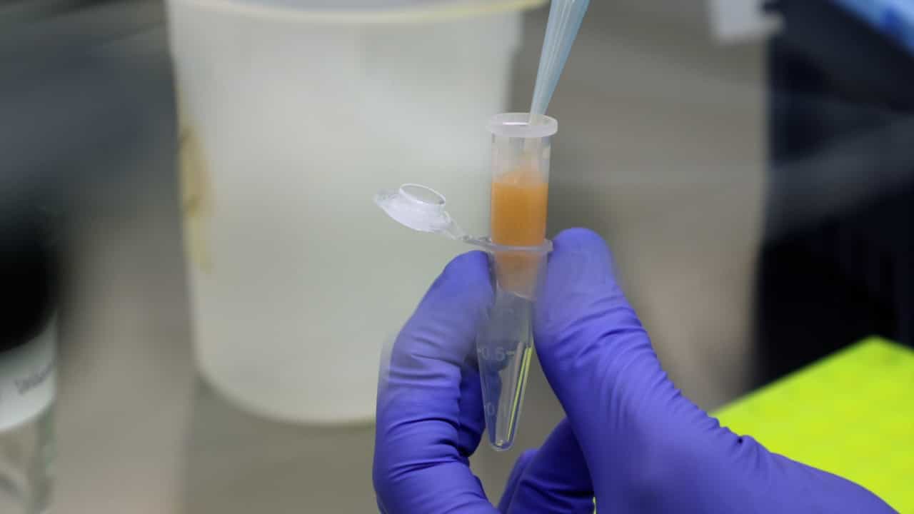 Author Spotlight: Investigating Fungal Pathogenicity Mechanisms in Maize