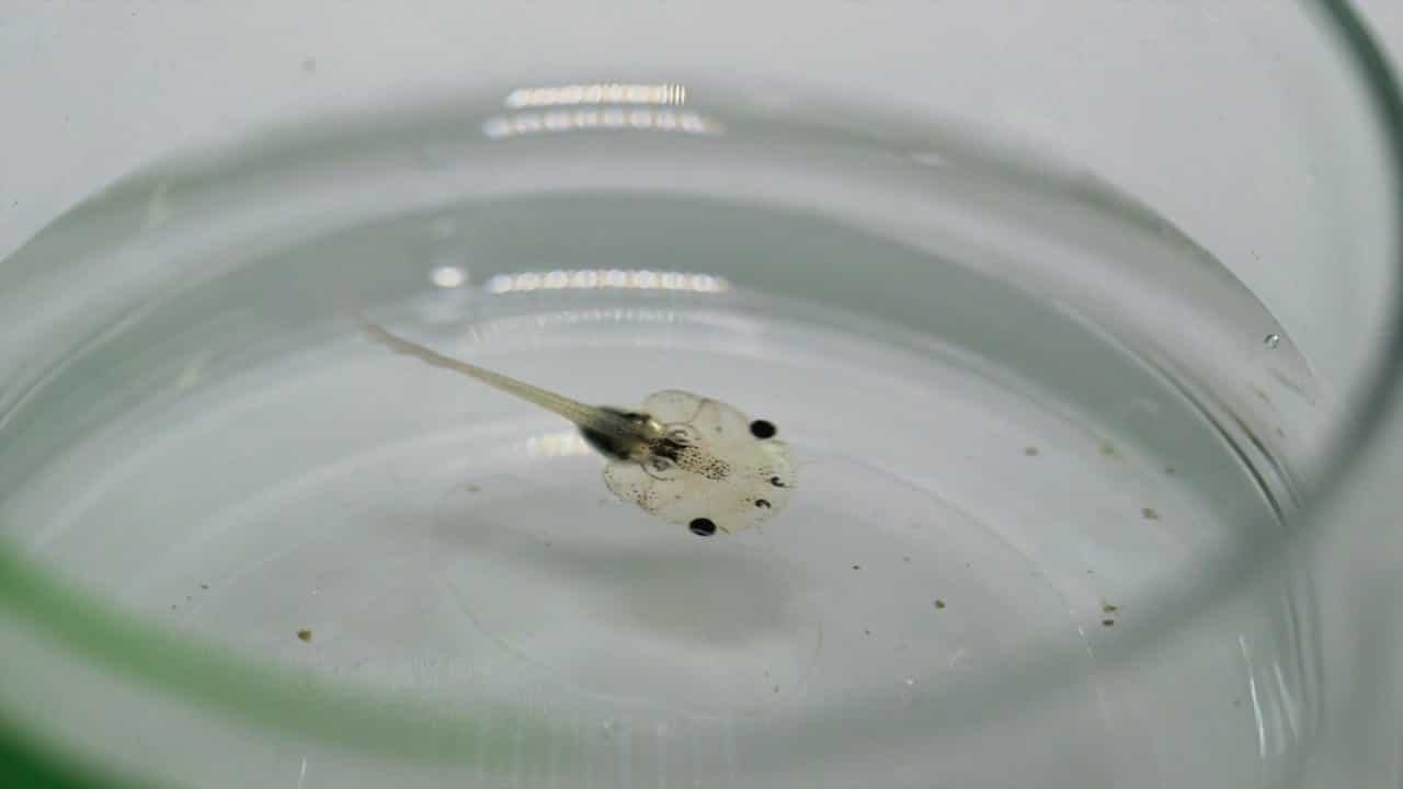 Generating Retinal Injury Models in Xenopus Tadpoles