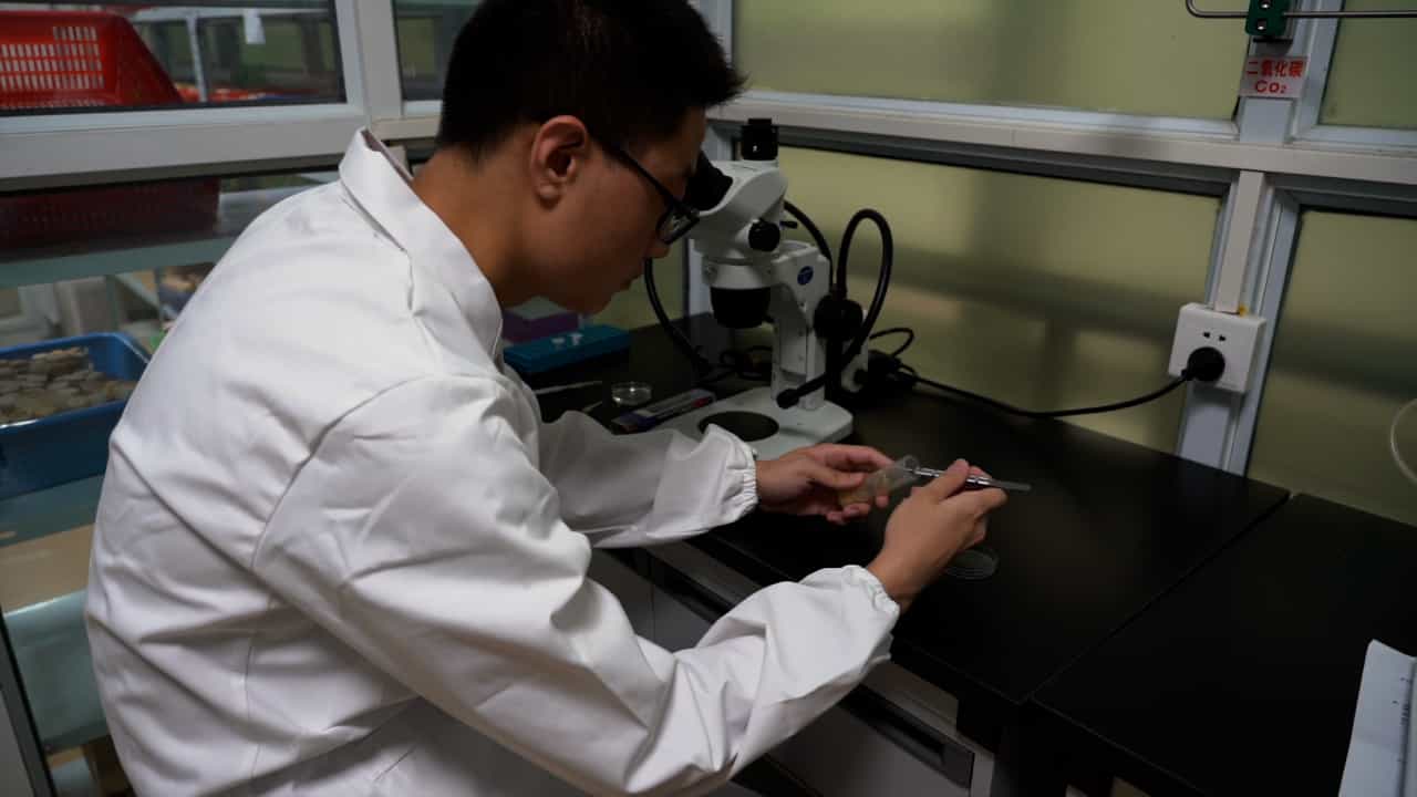 Author Spotlight: Understanding Microtubule Network in Drosophila Neuromuscular Junctions