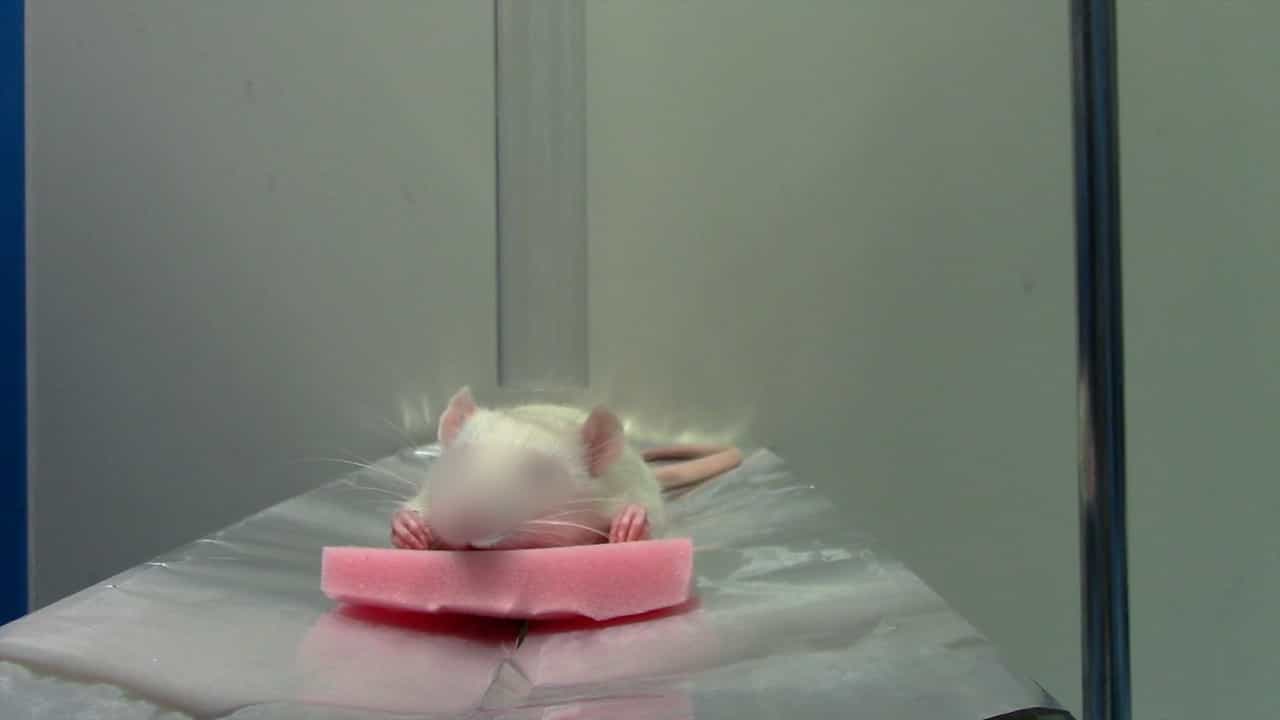 Author Spotlight: Advancing Traumatic Brain Injury Research - A Closed-Head Model for Accurate Replication and Rapid Assessment
