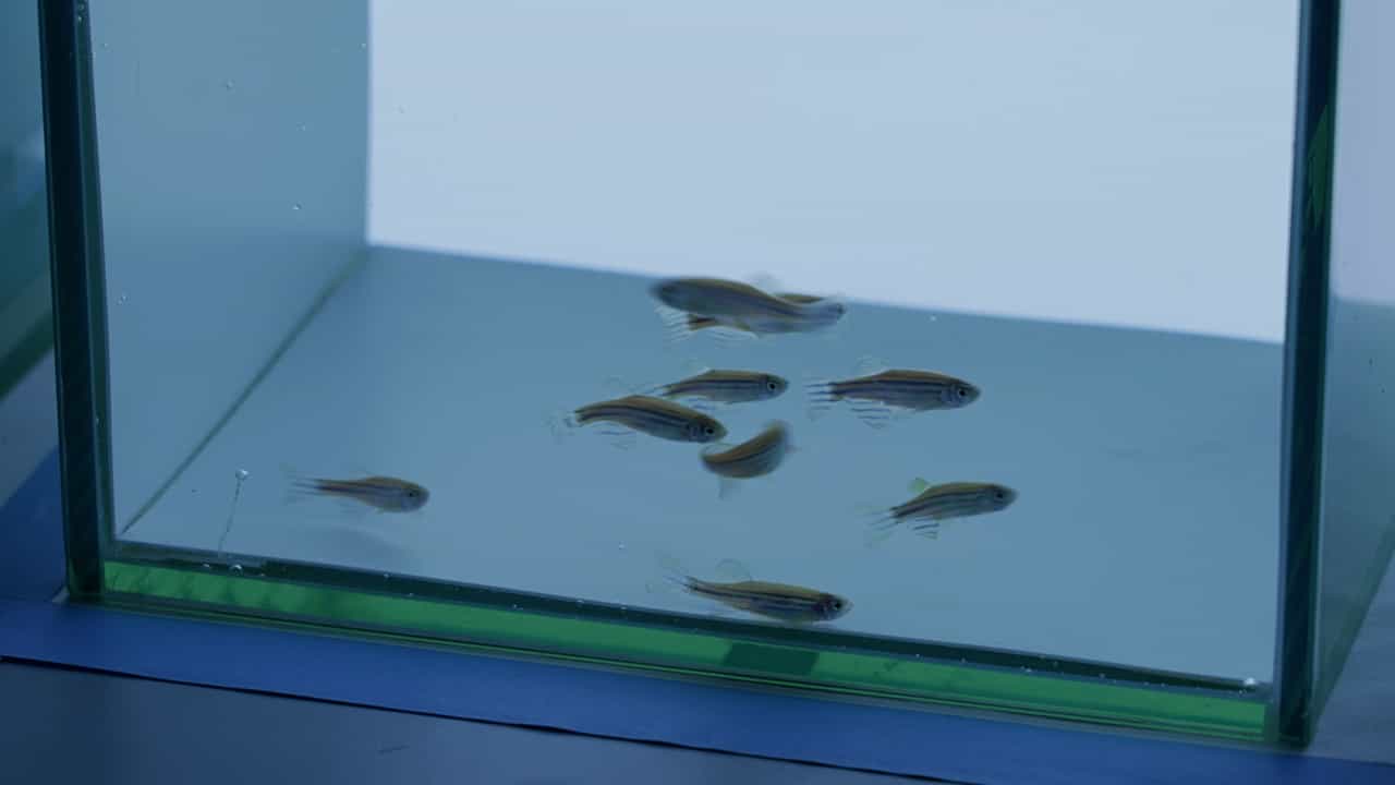 Author Spotlight: Assessment of Environmental and Drug-Induced Behavioral Changes in Adult Zebrafish