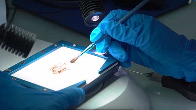 Author Spotlight: Advancing Antidiarrheal Research with the Drosophila Model