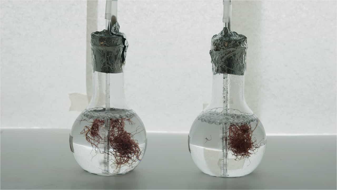 Valorization of the Red Seaweed Gracilaria gracilis Through a Biorefinery Approach