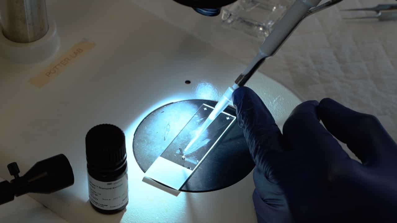 Hybridization Chain Reaction RNA Whole-Mount Fluorescence In situ Hybridization of Chemosensory Genes in Mosquito Olfactory Appendages