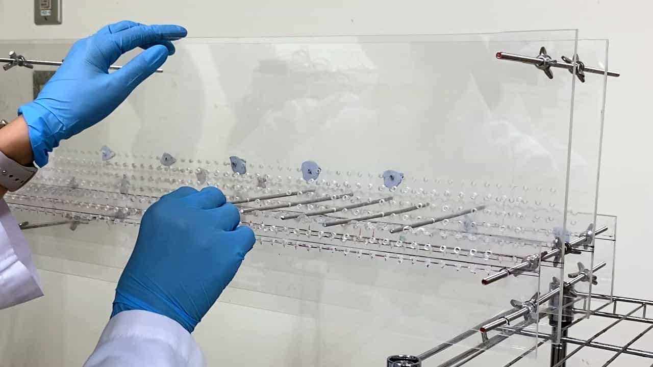 Author Spotlight: Accurately Assessing Thyroid Hormone-Driven Motor Alterations in Mouse