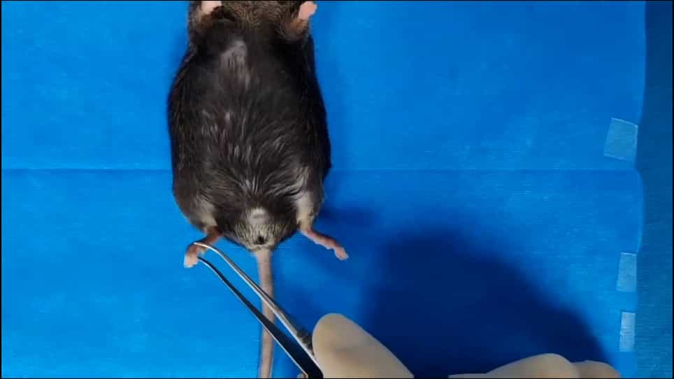Duodenal-Jejunal Bypass Surgery in Diet-Induced Obese Diabetic Mice