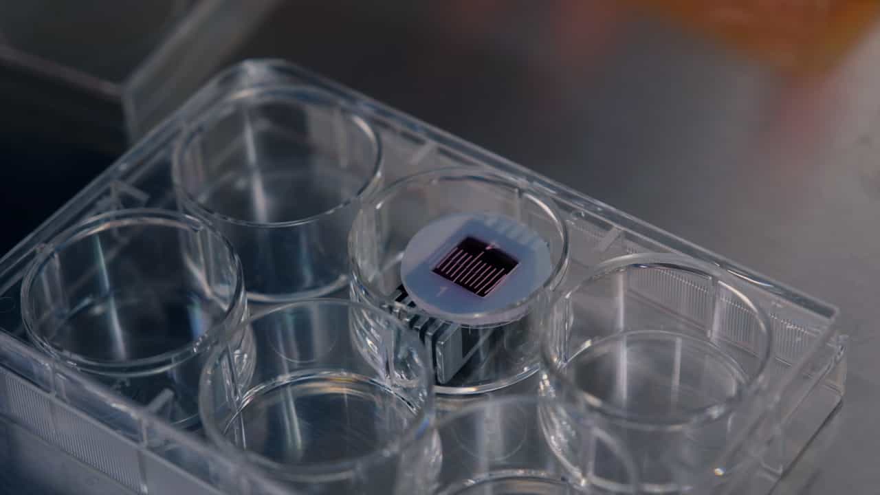 Author Spotlight: Magnetic-Based Cell Patterning Method for High-Throughput Biomedical Applications