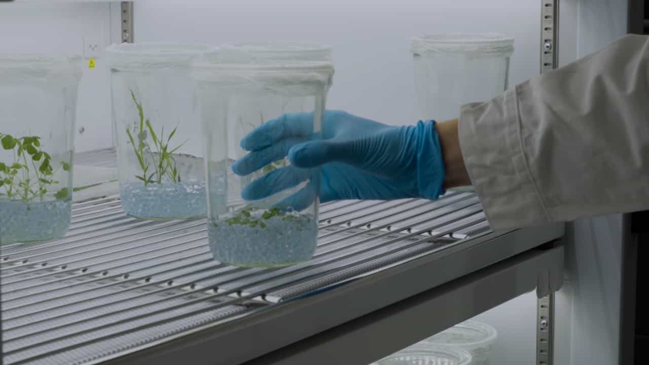 Author Spotlight: Exploring Plant-Microbe Interactions Through Root Exudates in a Novel Growth System