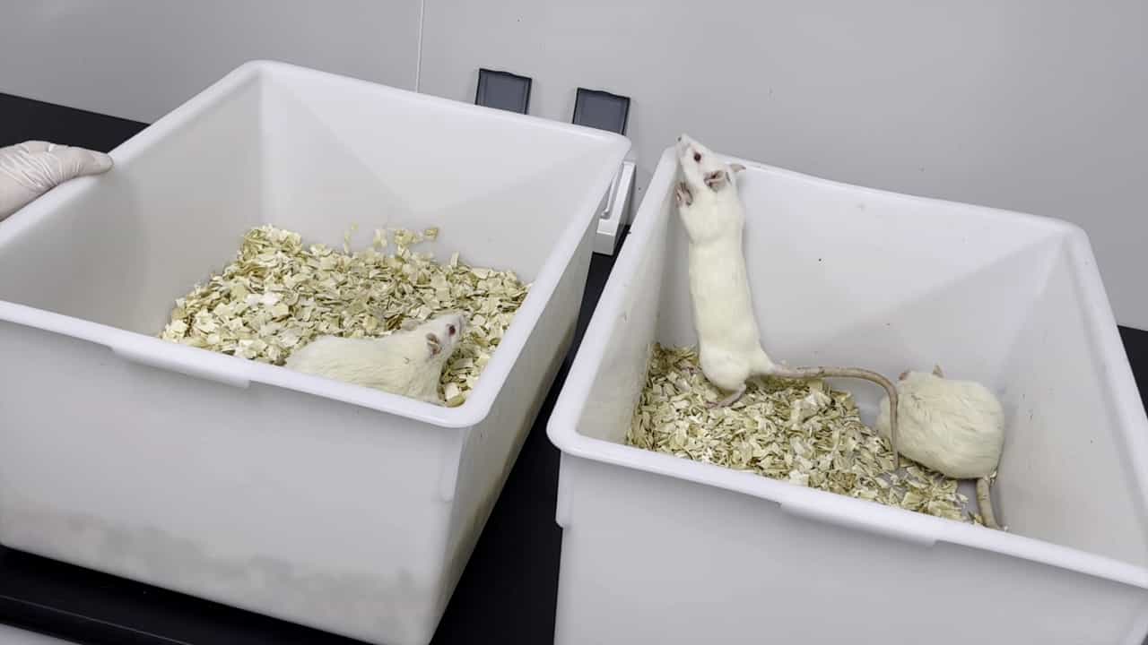 Author Spotlight: Developing an Efficient Blood Collection Method in Non-Anesthetized Rats