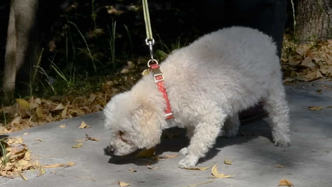 Author Spotlight: Coproparasitoscopic Examination of Dog Stools for Control and Prevention of Zoonotic Parasite Diseases