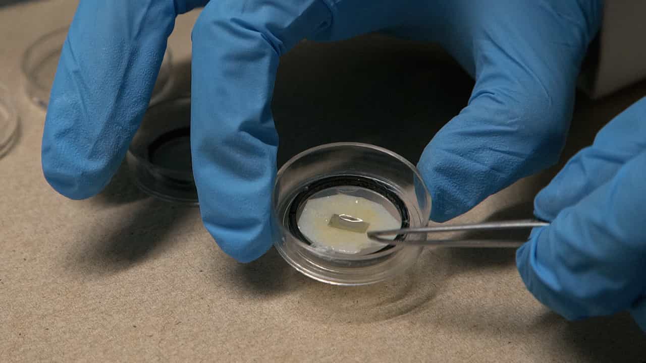 Author Spotlight: Non-Contact Measurement of Tissue Mechanics in Live Chick Embryos Using Brillouin Microscopy