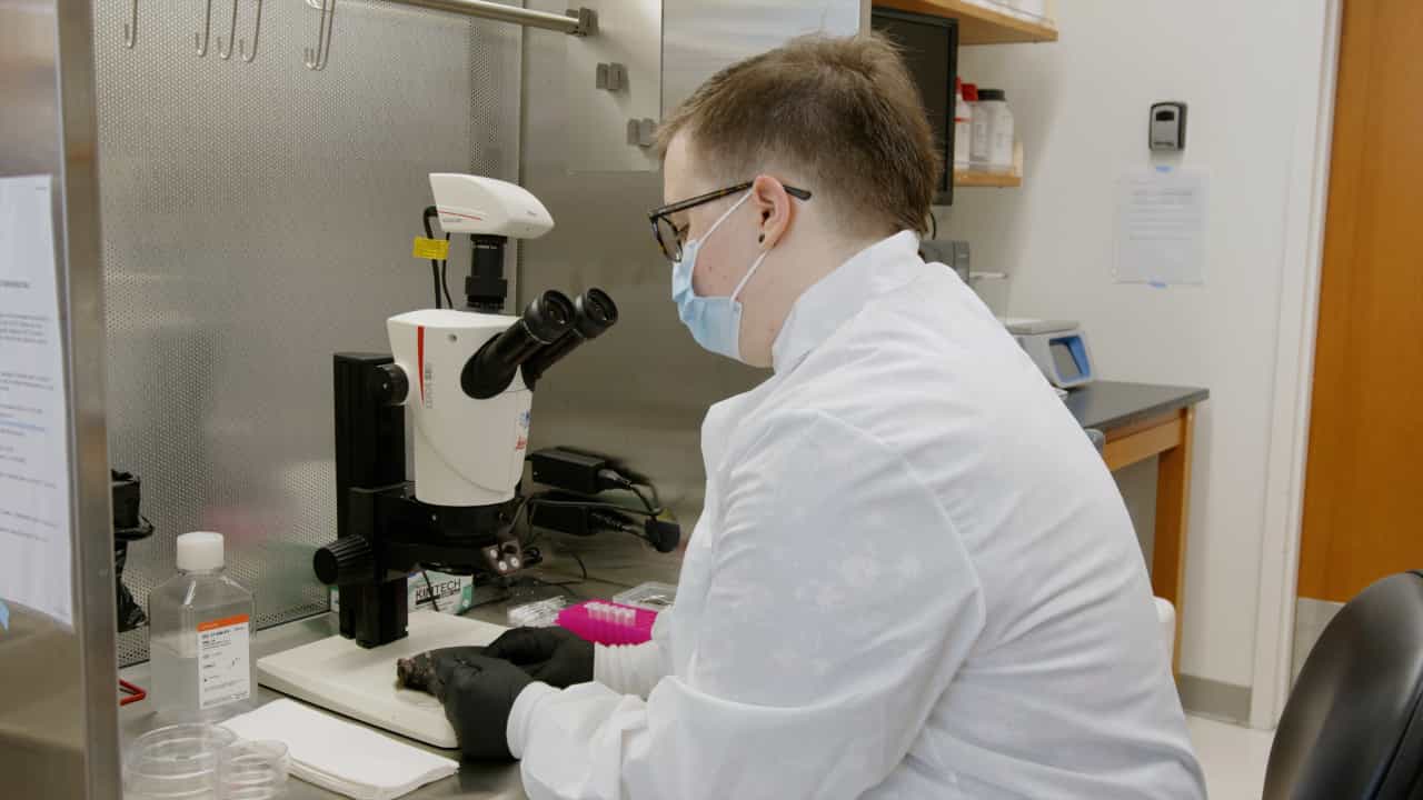 Author Spotlight: Collecting the Brain and Serum from the Same Mice Fetus to Study Brain Tumor Development