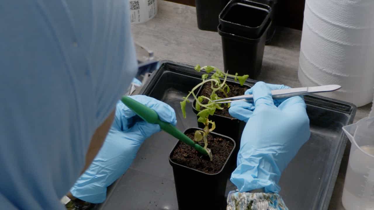 Author Spotlight: Unraveling Plant Responses to Abiotic Stresses Using the PlantScreen Robotic Platform