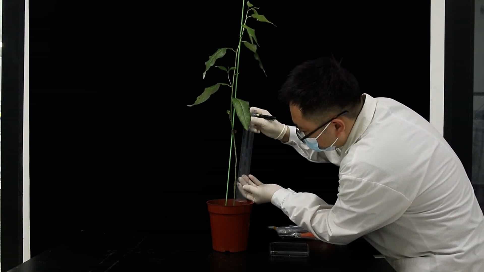 A Workflow for the Quantitative Assessment of the Endophytic and Epiphytic Bacterial Microbiomes of the Bark of Populus trichocarpa