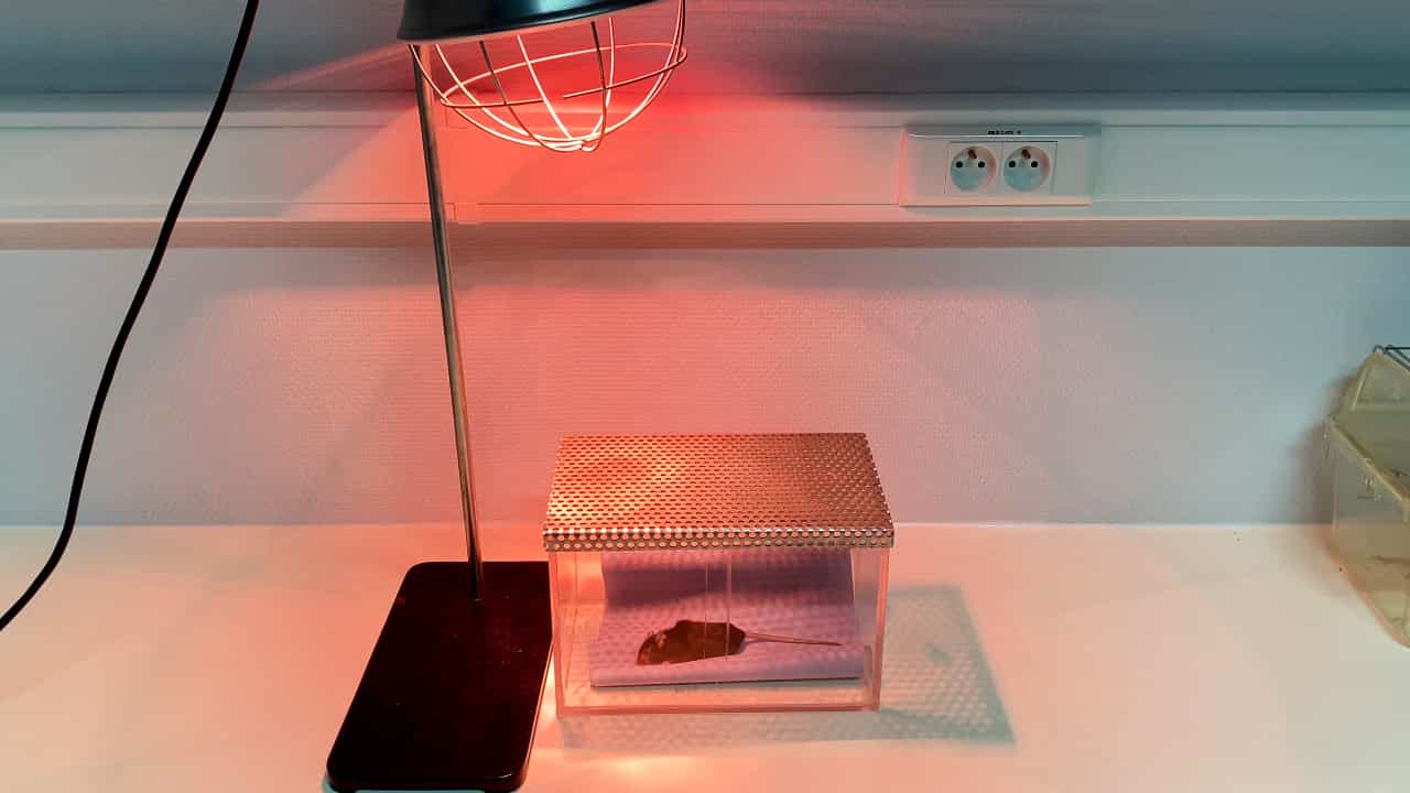 Author Spotlight: Utilizing Infraorbital Nerve Ligation in Mice for Investigating Trigeminal Neuropathic Pain and Treatment Strategies