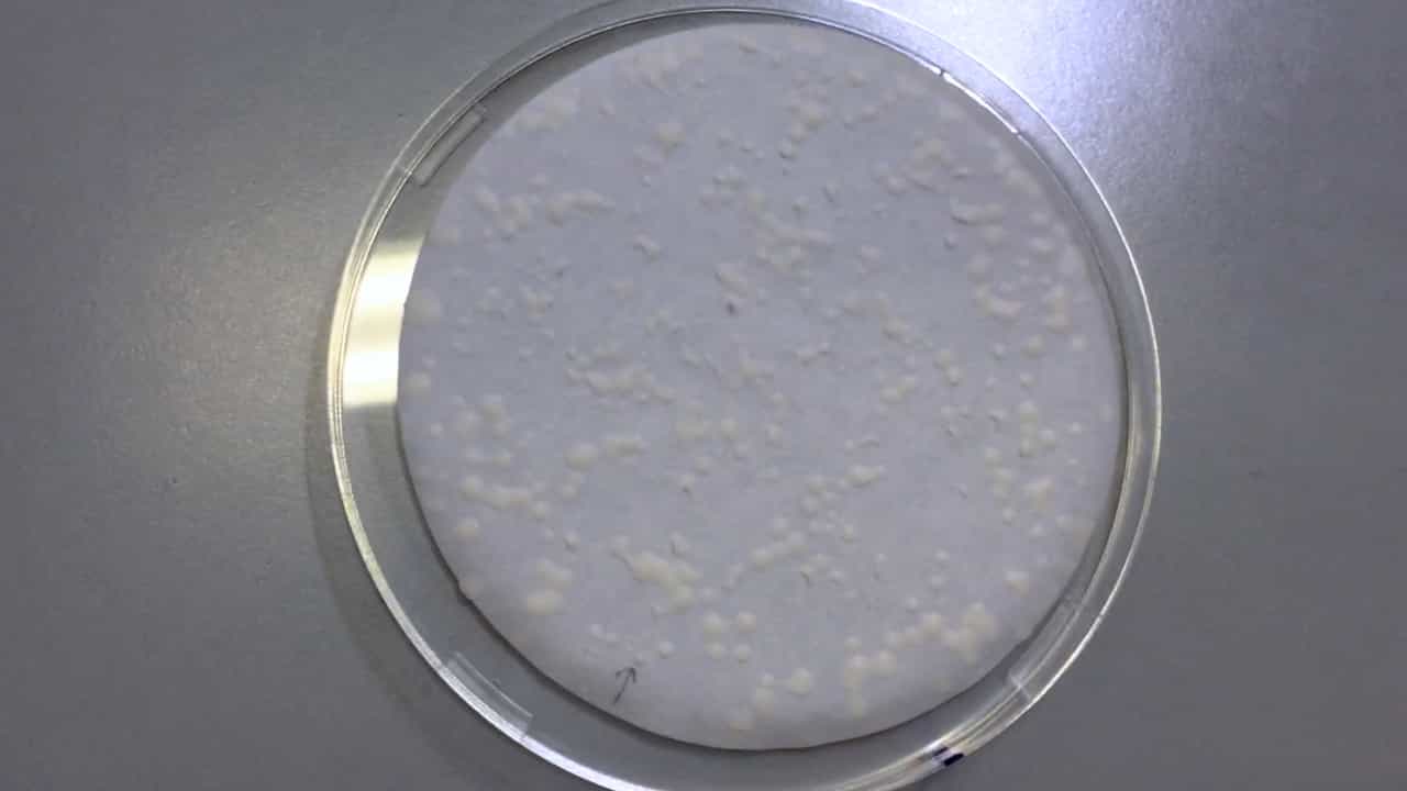 Author Spotlight: Enhanced Isolation of Interaction-Null Mutants in Yeast