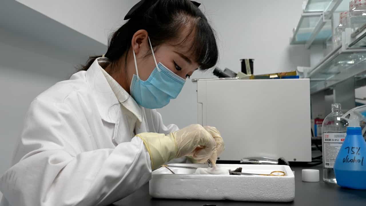 Postoperative Ileus Murine Model