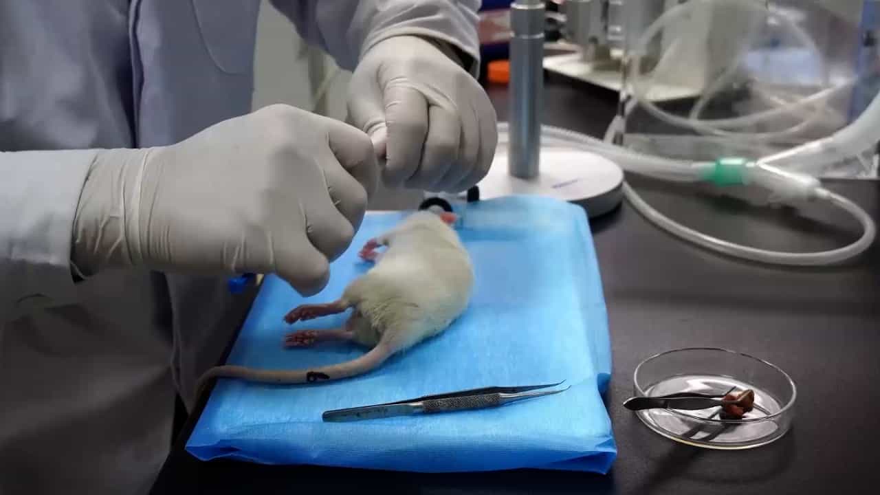A Modified Method for Intrathecal Catheterization in Rats