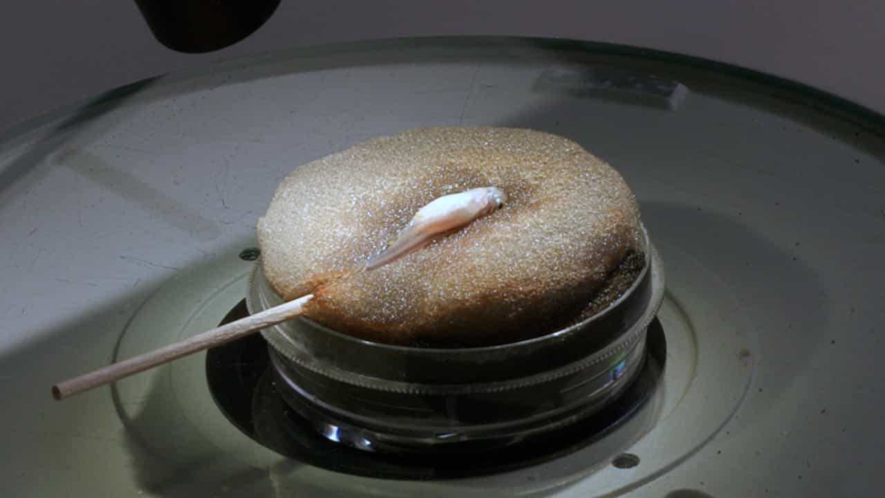 Author Spotlight: Novel Intraperitoneal Injection Method for Zebrafish Cardiotoxicity Models